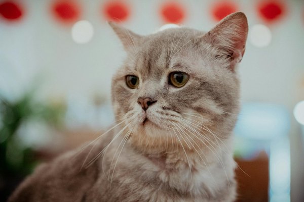 Welche Rolle spielt Ernährung bei der Unterstützung des Immunsystems?